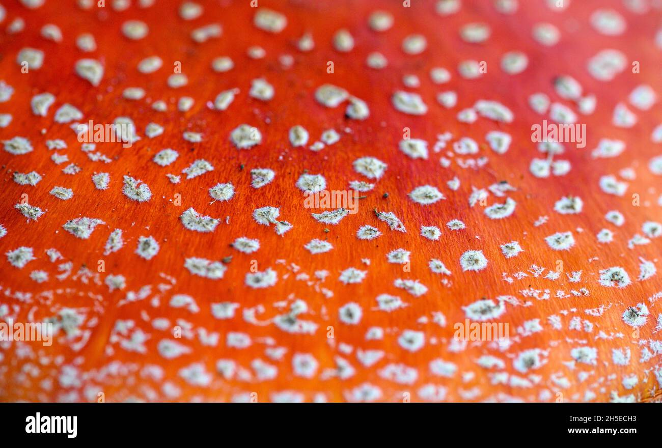 Amanita Muscaria oder Fly Agaric Mushroom. Nahaufnahme des roten giftigen Pilzes. Nahtloser Musterhintergrund Stockfoto