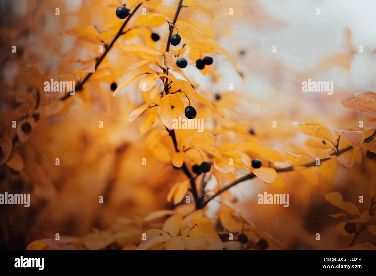 Schwarze Cotoneaster-Beeren reifen an einem Herbsttag an den Zweigen eines Busches mit vergilbten Blättern. Natur im Oktober. Beerenernte. Stockfoto