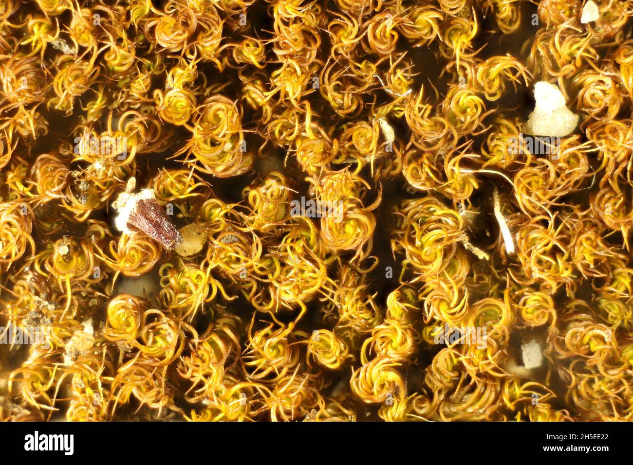 Nahaufnahme von Gewöhnlichem Bartmoos (Barbula calycina) in Dehydrierungsreaktion Stockfoto