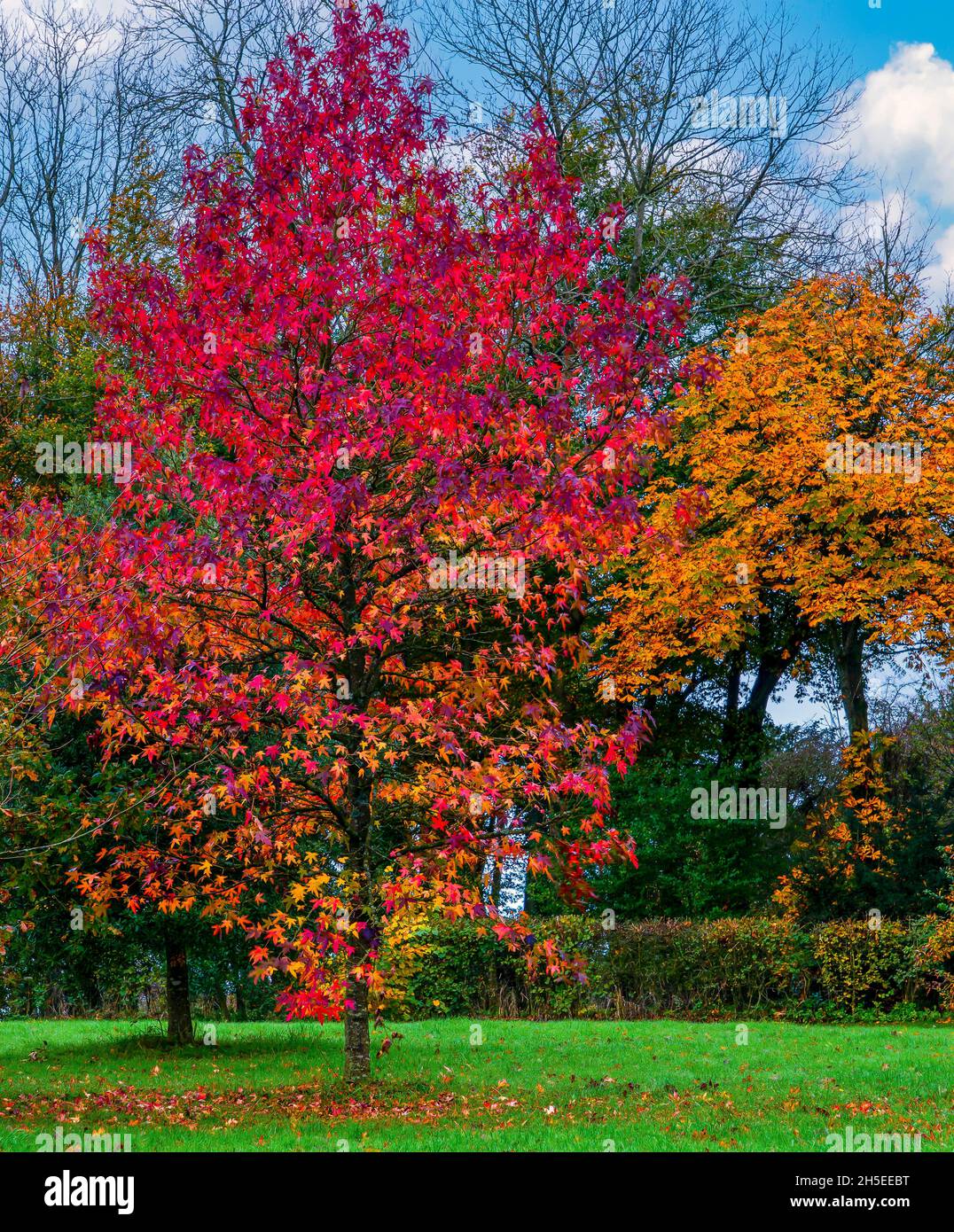 Schöne Rottöne eines acer rubrum (Sun Valley) und Gelbtöne und Orangen eines Ahornbaums im Herbst Stockfoto