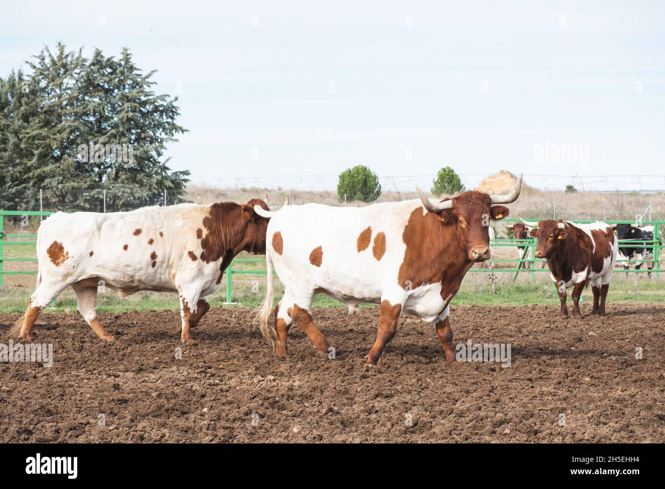 Kuhbetrieb für den menschlichen Verzehr Stockfoto