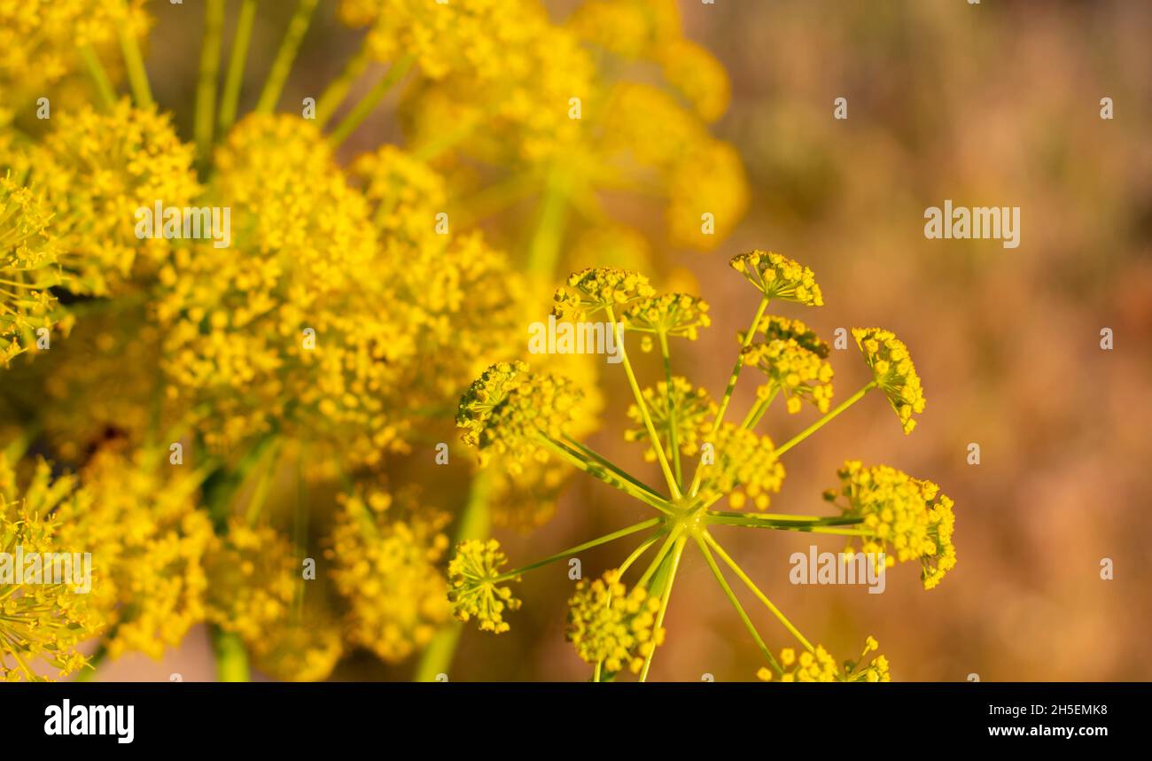 Coronavirus-Muster in der Natur - Wildpflanze mit gelben Blüten - Ferula communis Stockfoto