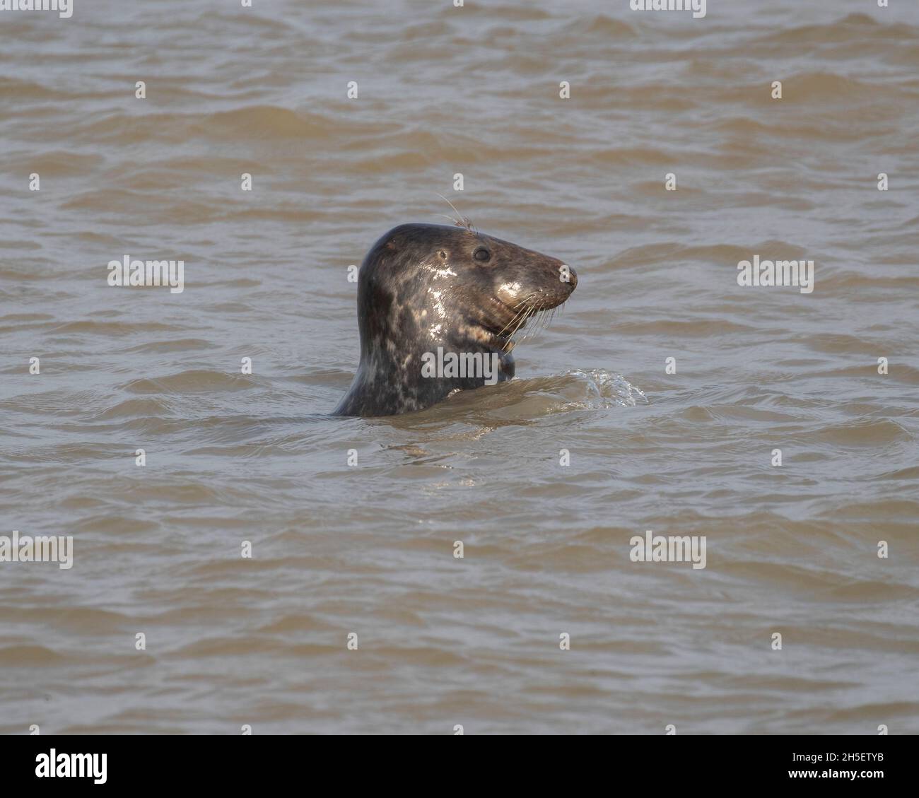 Ein grauer Seehund schwimmend Stockfoto