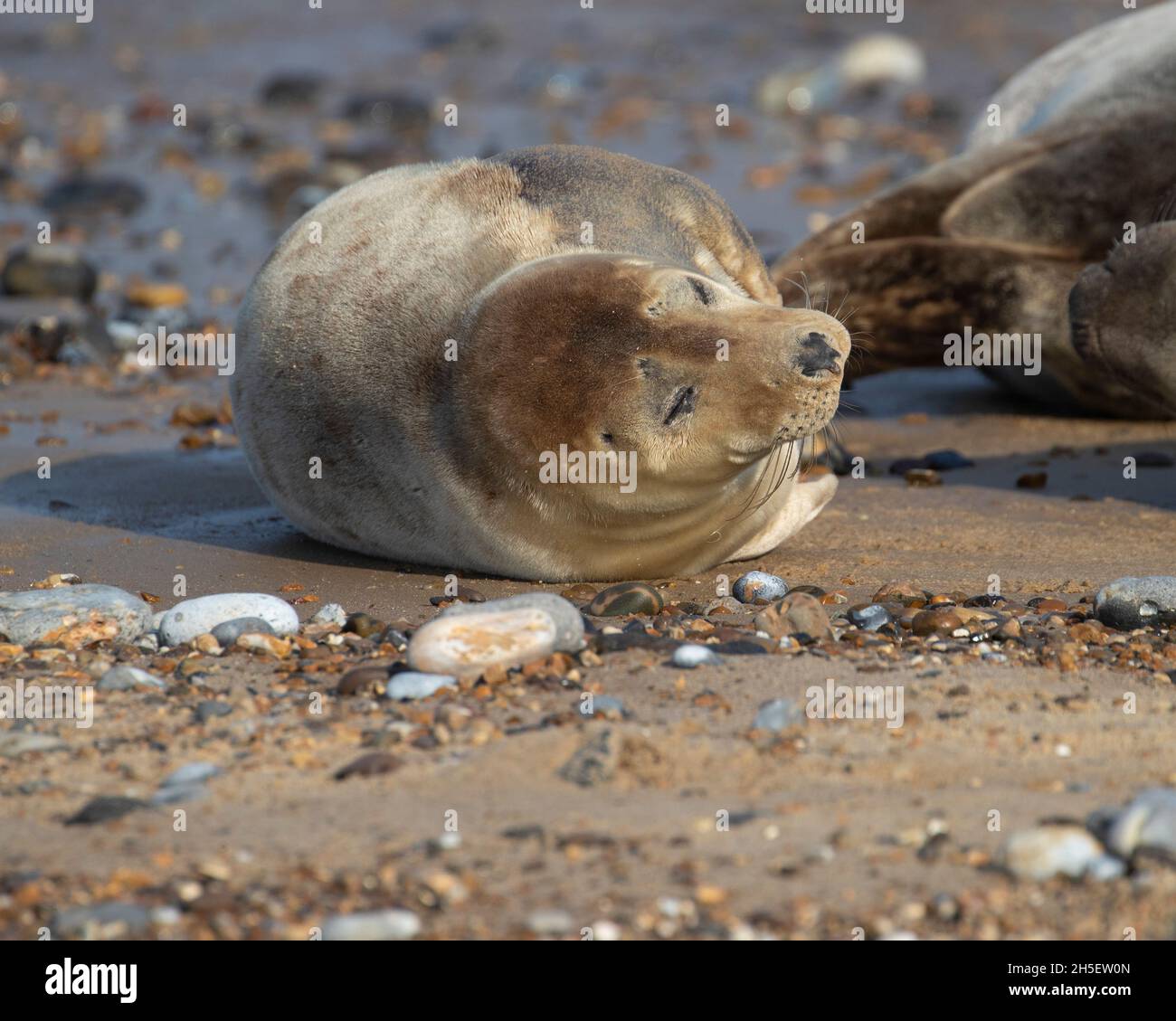 Junge Graue Robbe am Strand Stockfoto