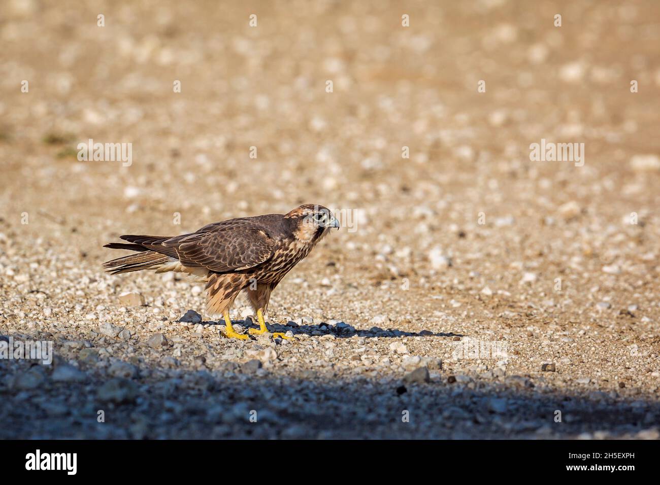 Lanner Falcon Jungtier auf Schotterstraße im Kgalagadi Transfrontier Park, Südafrika; Art Falco biarmicus Familie von Falconidae Stockfoto