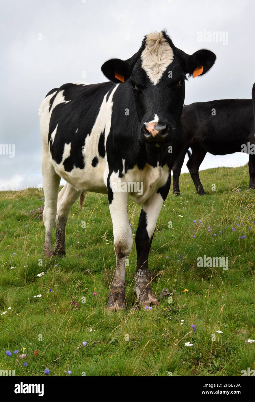 Holstein rinderzucht -Fotos und -Bildmaterial in hoher Auflösung – Alamy