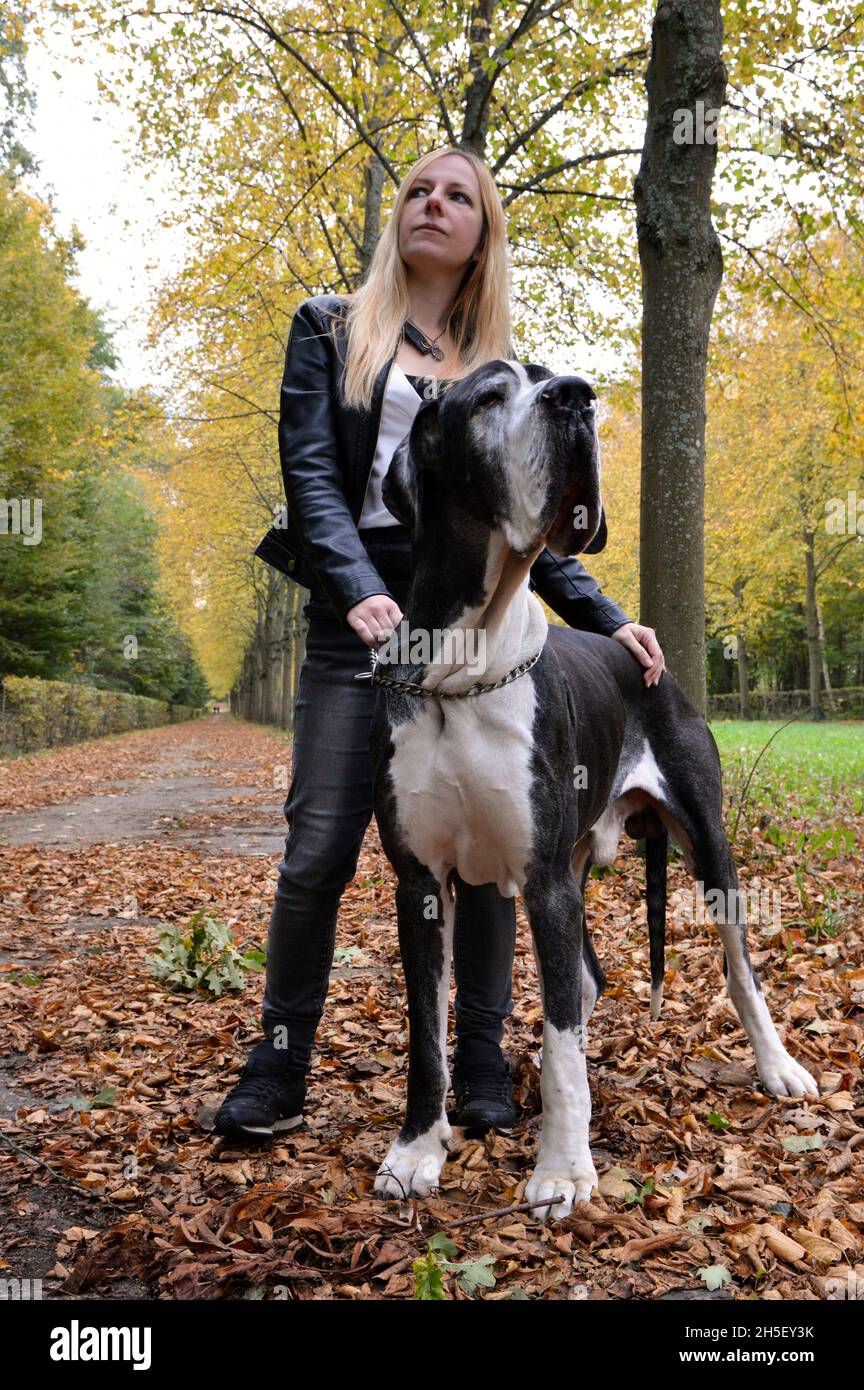 Eine schöne blonde Frau mit einem beeindruckenden großen Hund, von großer dänin Rasse während der Herbstsaison. Es ist die Kategorie des riesigen Hundes. Stockfoto
