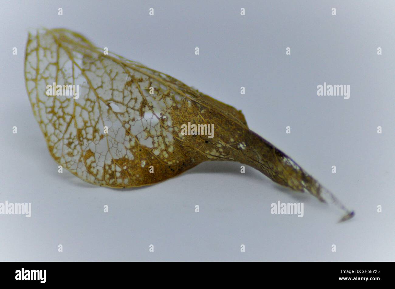 Zartes Spitzenmuster auf verfallendem Skelettblatt im Herbst vor weißem Hintergrund Stockfoto