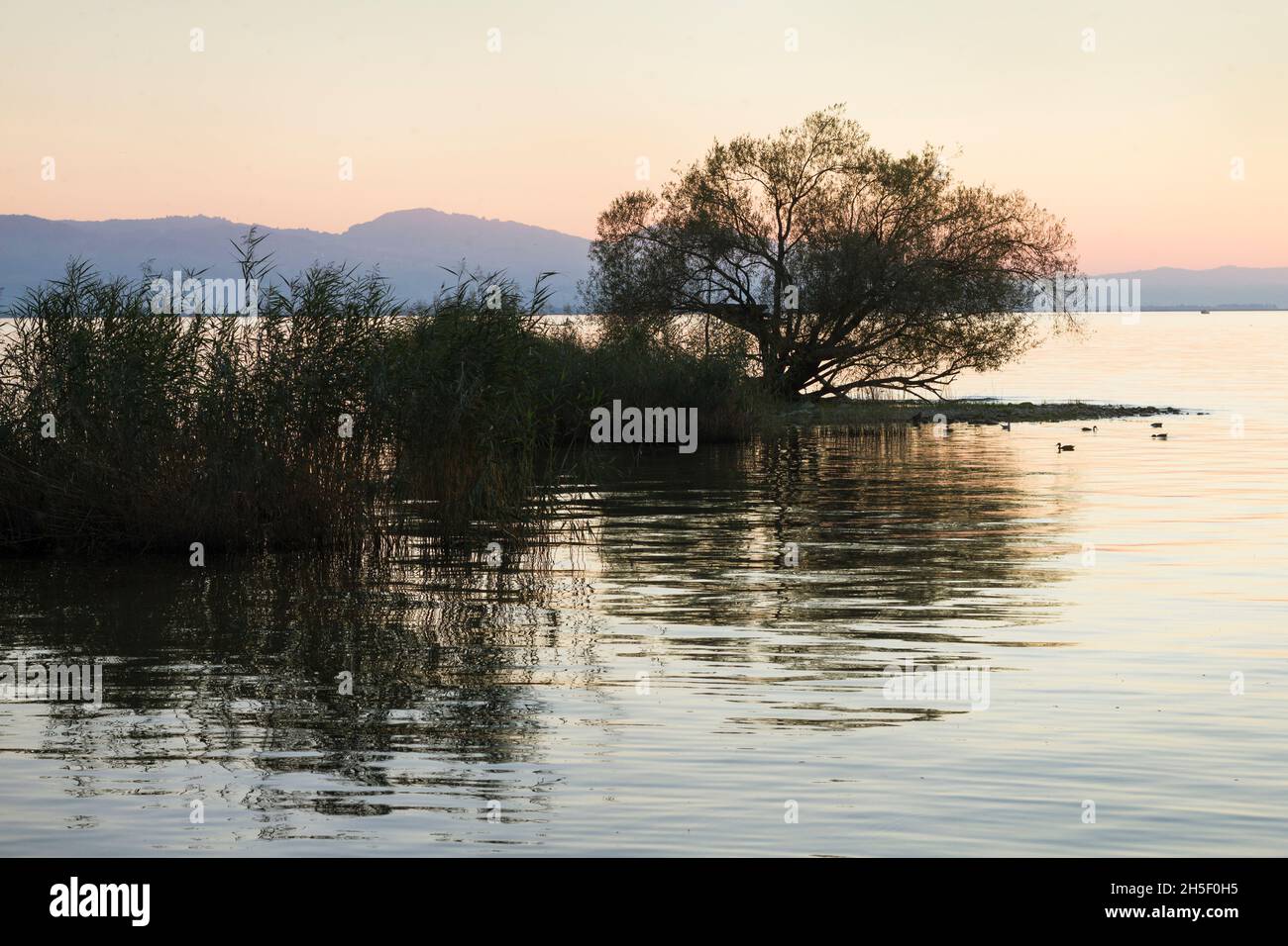 Kleine Insel bei Lindau im Bodensee bei Sonnenuntergang vor dem Alpenpanorama im Dreiländereck Deutschland, Österreich und Schweiz Stockfoto