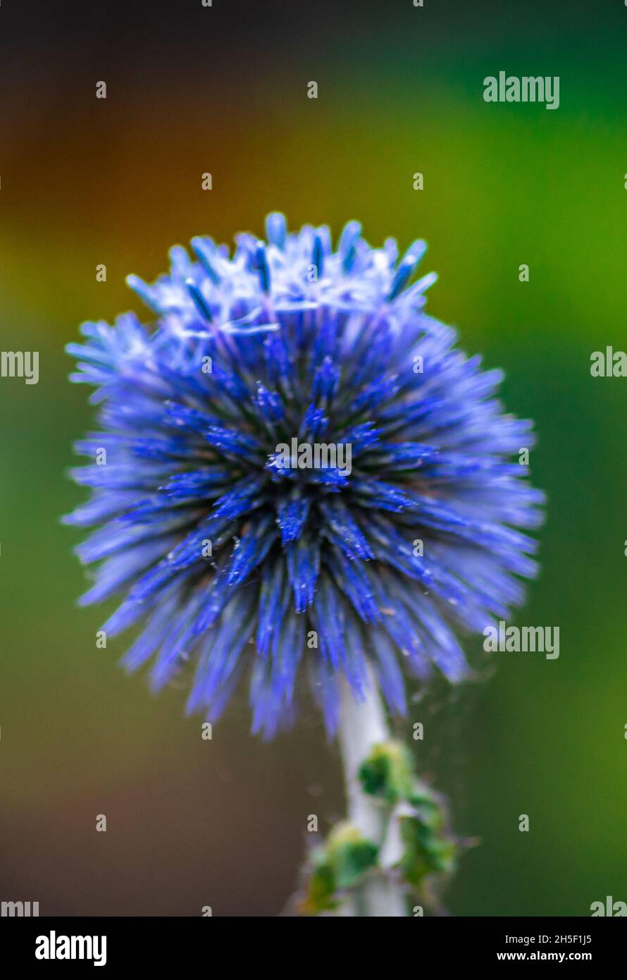Blumen Stockfoto