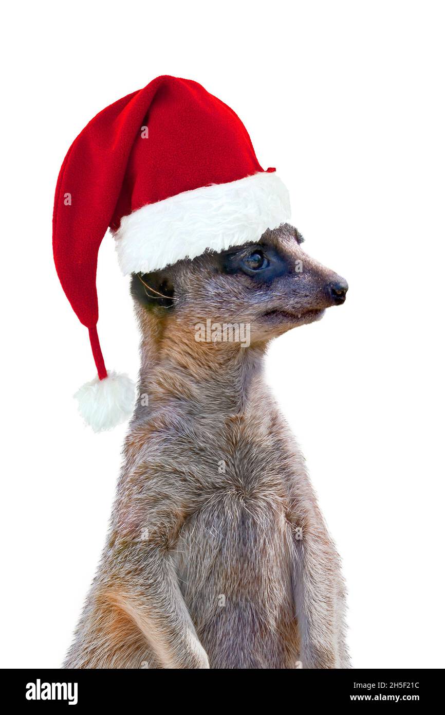 Suricate trägt einen Weihnachtsmann Hut isoliert auf weißem Hintergrund, Spaß weihnachtskarte Stockfoto