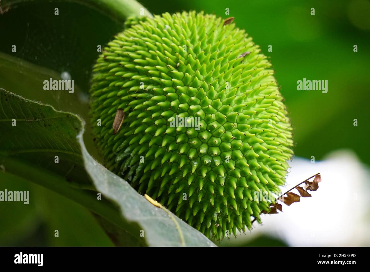 Artocarpus camansi (auch Brotmutter, Moraceae, Brotfrucht, Artocarpus altilis, Seed Brotfrucht, Brotnussfrüchte, Kluwih) auf dem Baum Stockfoto