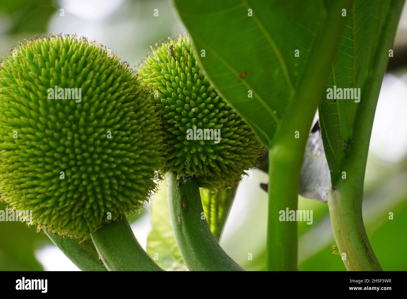 Artocarpus camansi (auch Brotmutter, Moraceae, Brotfrucht, Artocarpus altilis, Seed Brotfrucht, Brotnussfrüchte, Kluwih) auf dem Baum Stockfoto