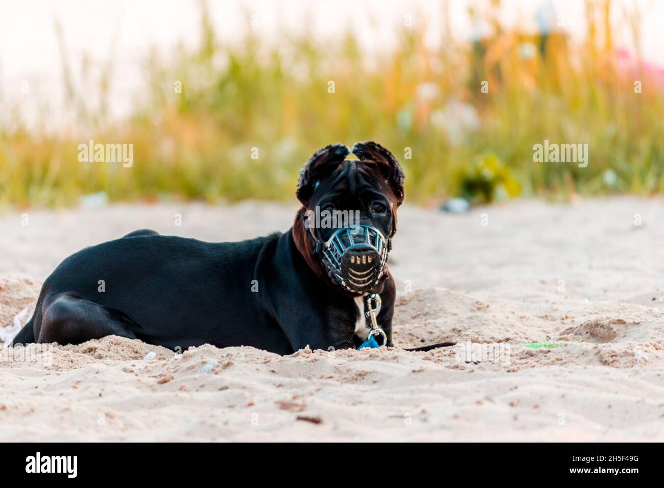 Ein Hund in einer Schnauze und einem Weizchen liegt auf dem Sand und schaut auf die Kamera. Stockfoto
