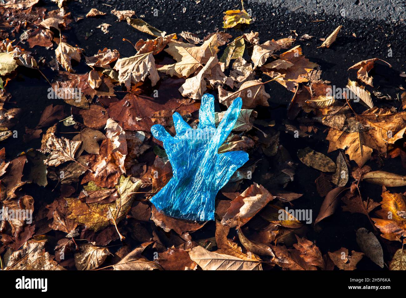 Ein blauer Kunststoffhandschuh liegt im Herbstlaub am Straßenrand, Köln, Deutschland. Ein blauer Plastikhandschuh liegt im Herbstlaub am Straßenrand, Köln, Stockfoto