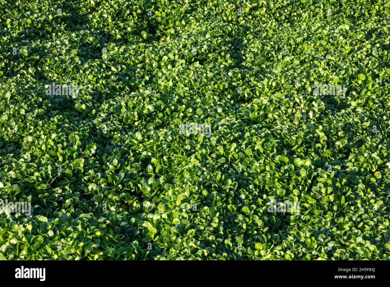 England, Hampshire, Old Alresford, Watercress Fields Stockfoto