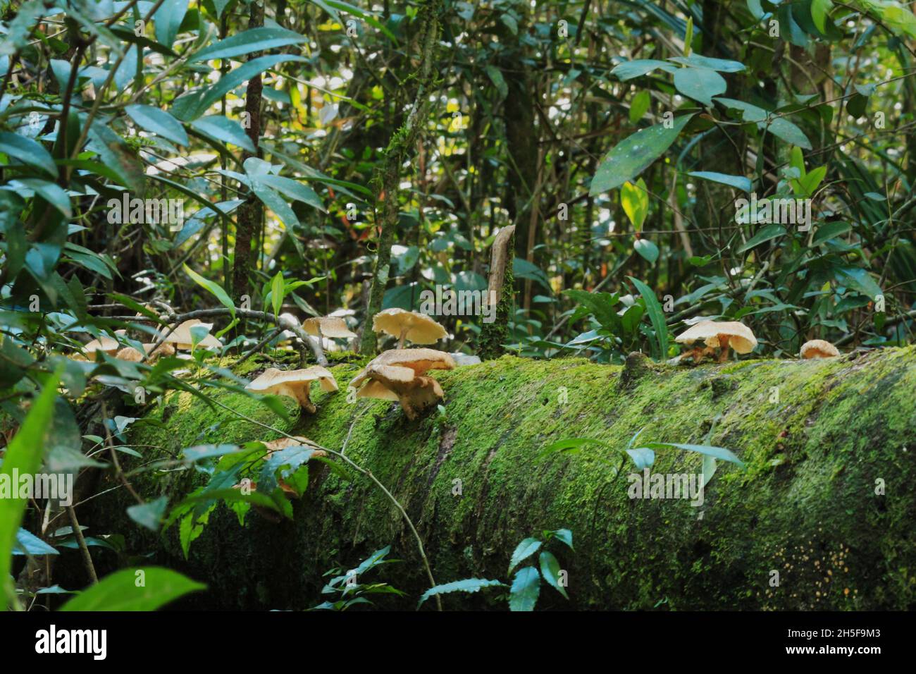 Die gefallenen Stämme und ihre Vegetation mitten im Atlantischen Wald. Das Leben, das im Zerfall entsteht. Stockfoto