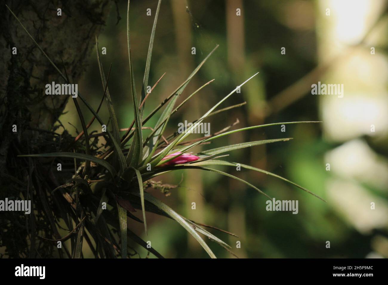 Das Leben wilder Bromelien im Regenwald. Stockfoto