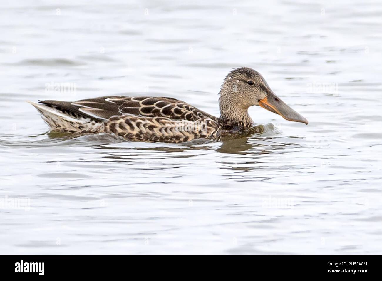 Weibliche Northern Shoveler, Spatula Clypeata, Brownsea Island, Dorset, National Trust, VEREINIGTES KÖNIGREICH Stockfoto