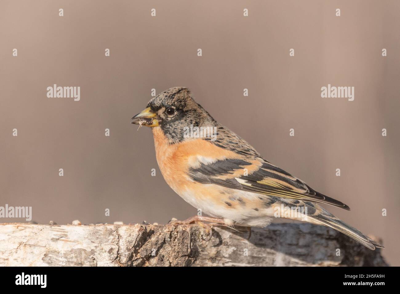 Brambling, Fringilla montifringilla, alleineres Männchen am Ast. Stockfoto