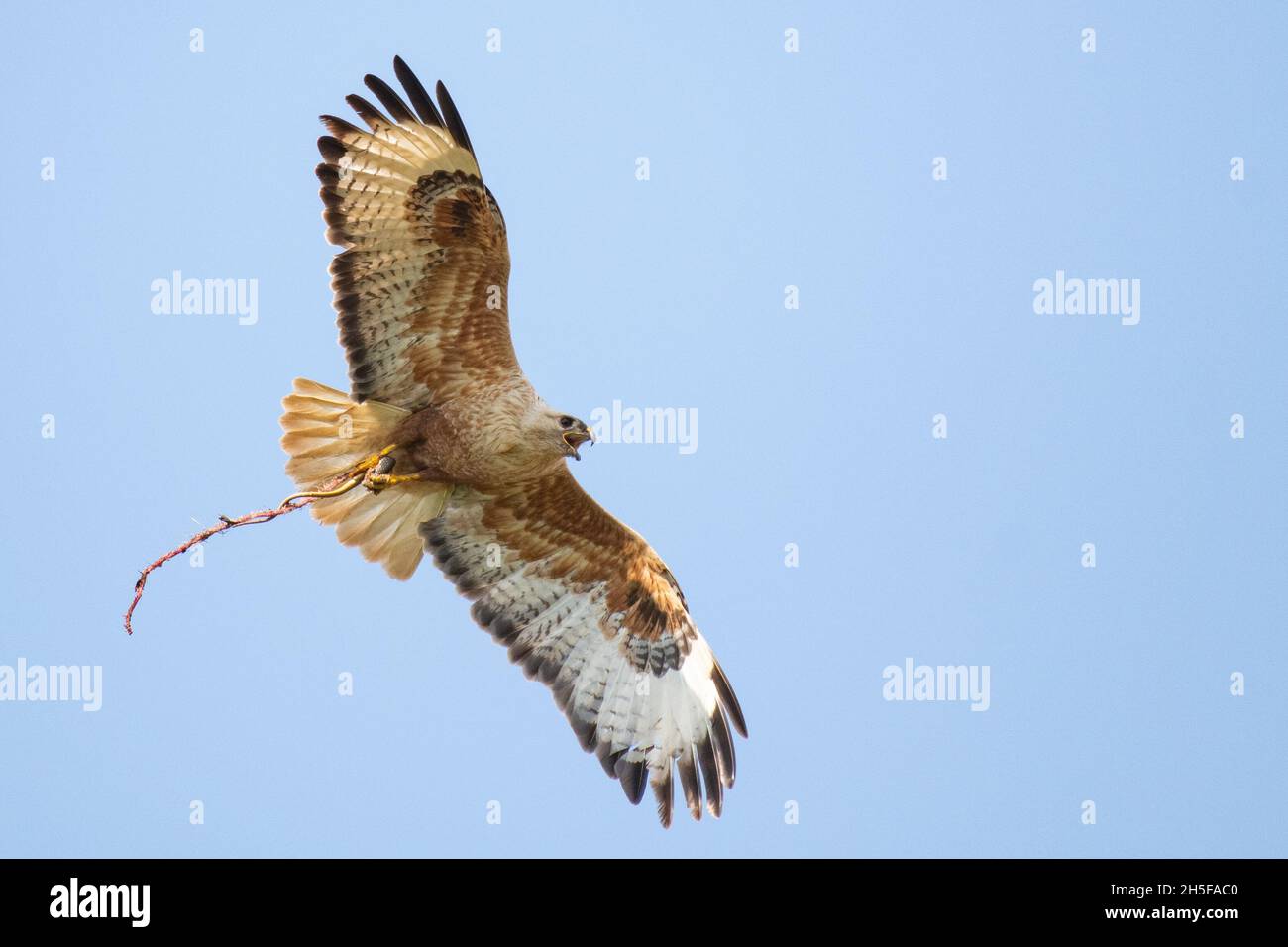 Der langbeinige Buzzard Buteo rufinus im Flug hält eine Schlange in der Pfote gegen den Himmel. Stockfoto