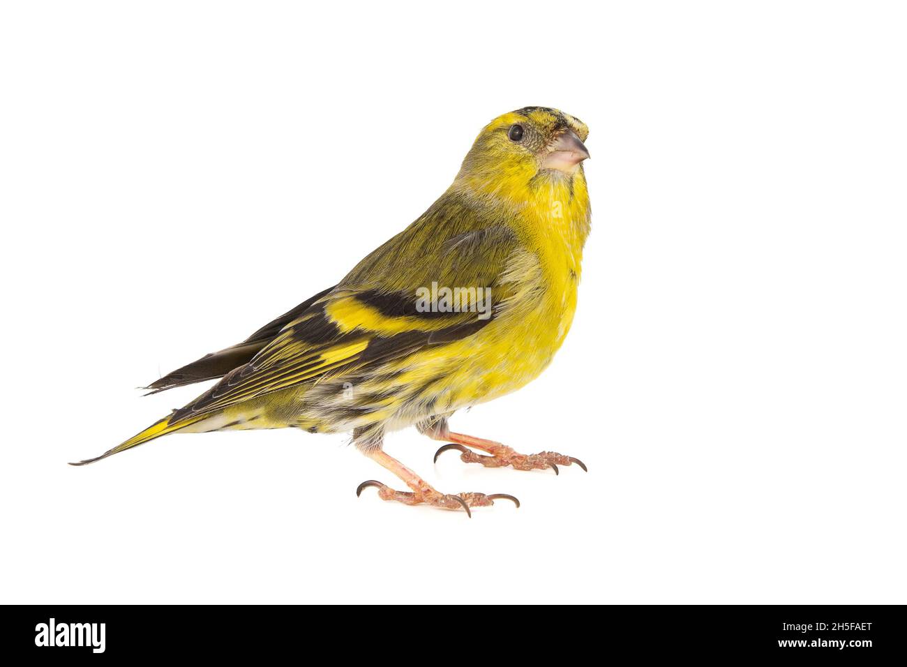 Männliche Siskin, Carduelis spinus, isoliert auf weißem Hintergrund Stockfoto