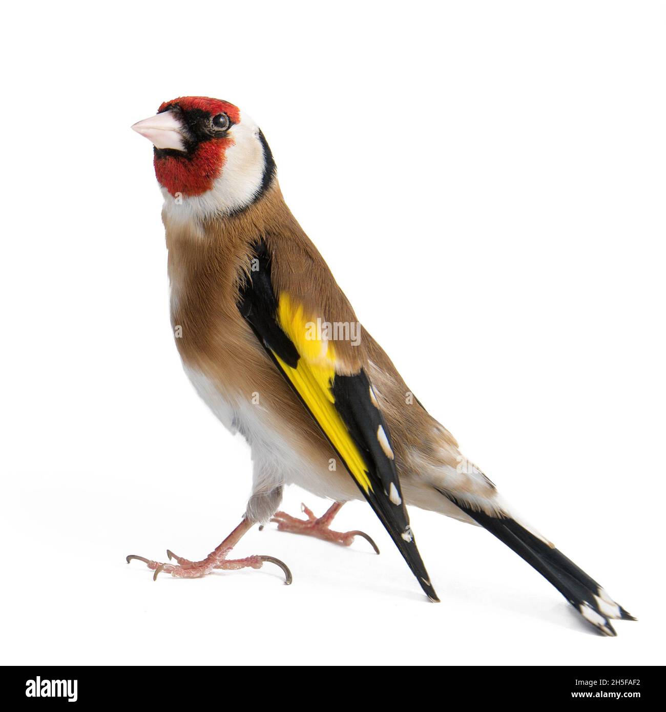Europäischer Goldfink (carduelis carduelis), der isoliert auf Weiß steht. Stockfoto
