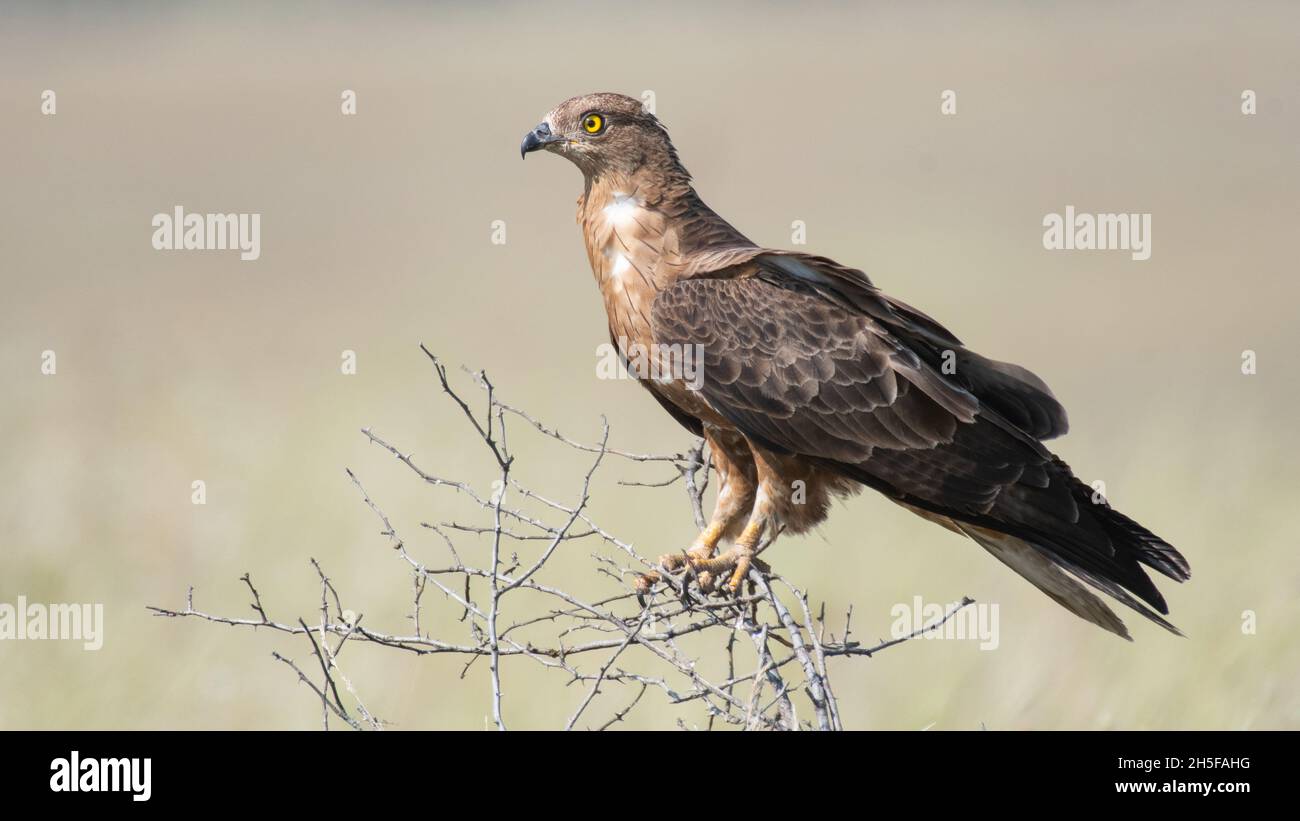 Porträt des europäischen Honigbussards Pernis apivorus. Sitzt auf einem Ast. Stockfoto