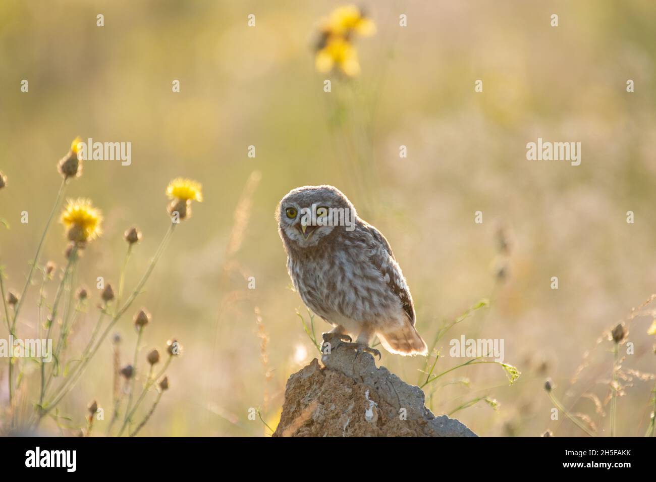 Die kleine Eule Athene Noctua steht auf einem Felsen im Sonnenlicht. Stockfoto