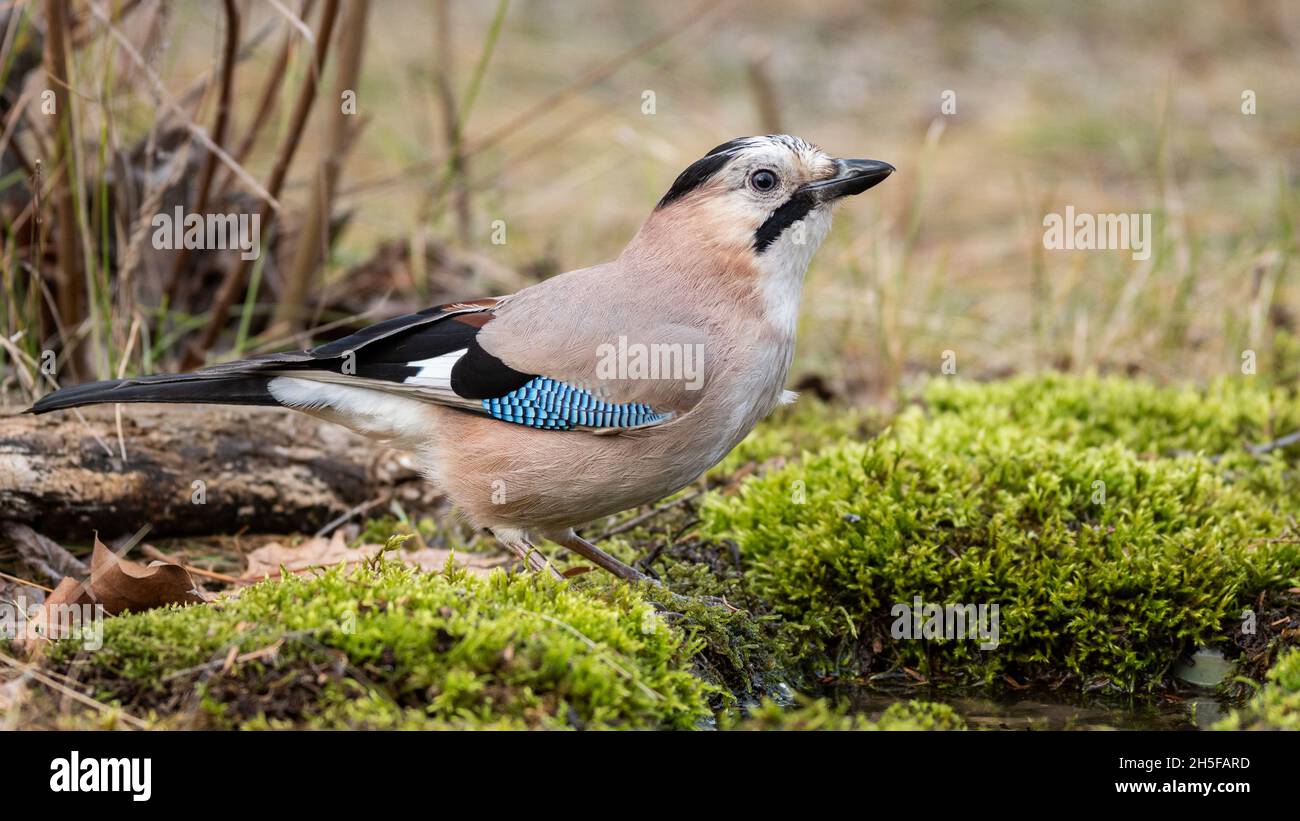 Vogel eurasischer Eichelhäher Garrulus glandarius auf einem moosigen Boden. Stockfoto