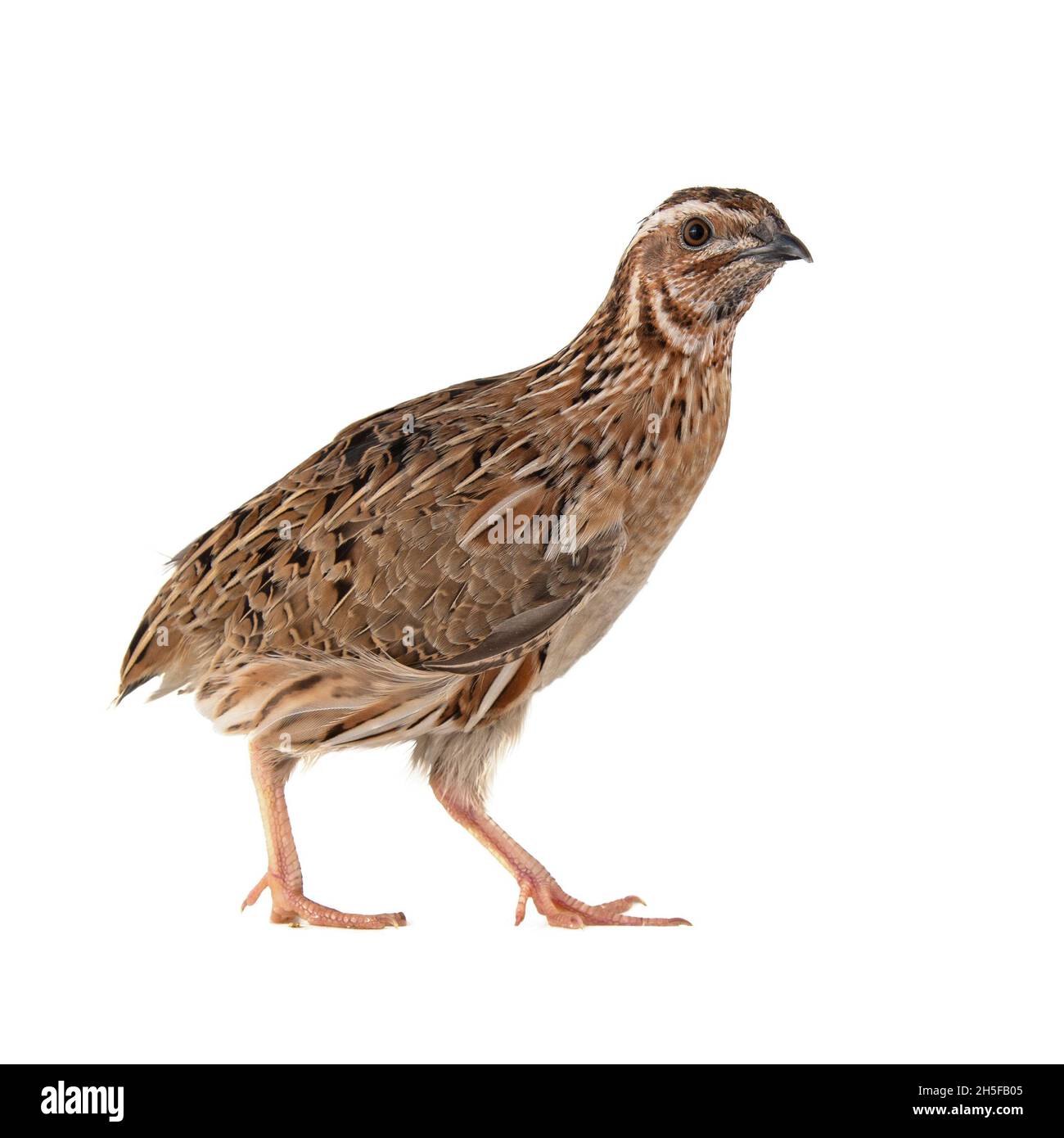 Wachtel, Coturnix coturnix, isoliert auf weißem Hintergrund. Stockfoto