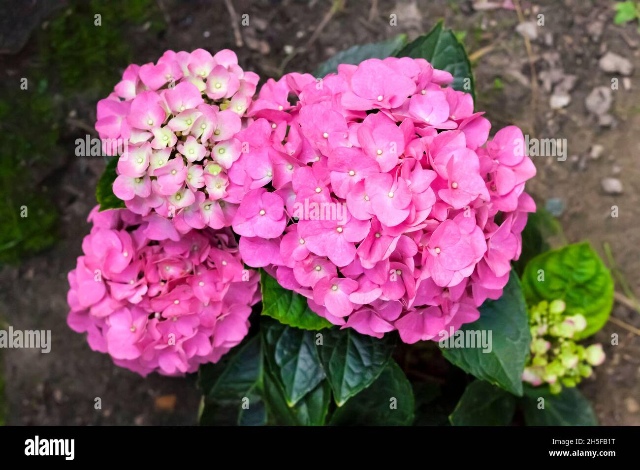 Pink Hydrangea macrophylla (Bigleaf Hydrangea) Blütenstand Nahaufnahme im Sommergarten Stockfoto