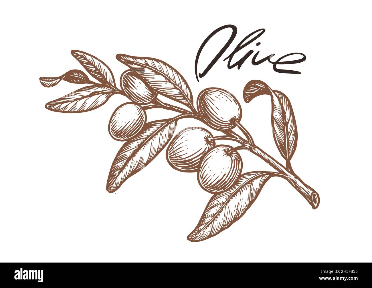 Reife Oliven auf Zweig mit Blättern. Handgezeichnete Skizze Stock Vektor