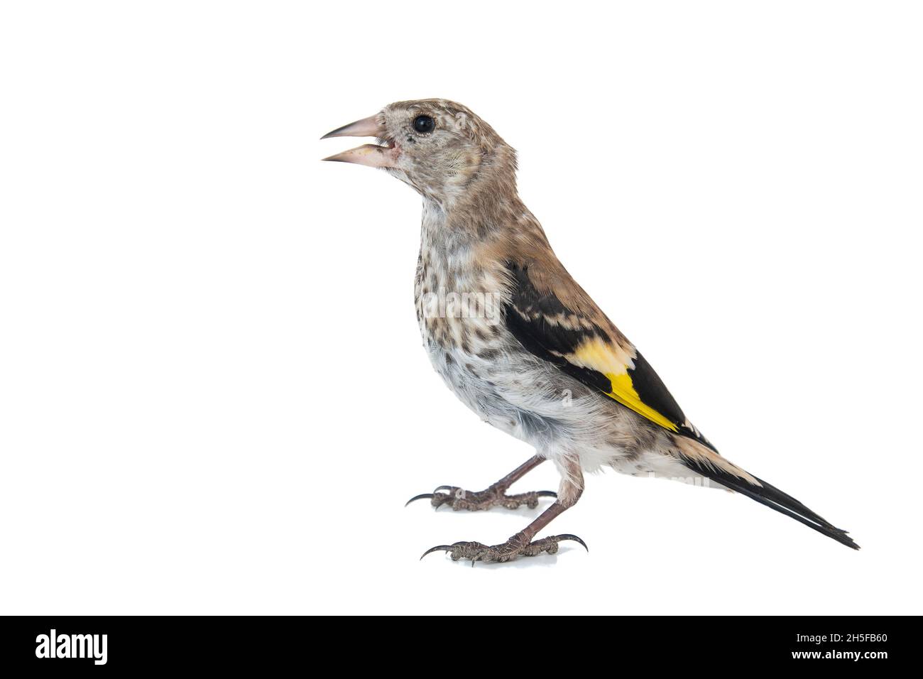 Junger europäischer Goldfink, carduelis carduelis, isoliert auf weißem Hintergrund Stockfoto