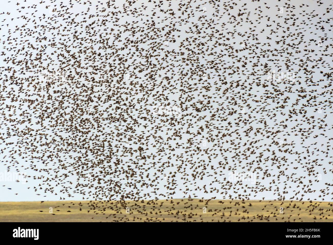Fliegende Vögel. Silhouetten von Vögeln. Gegen den Himmel. Vogelarten, gemeiner Star. Sturnus vulgaris. Stockfoto