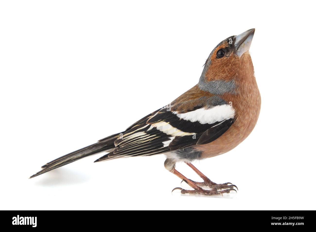 Männlicher Chaffinch, Fringilla Coelebs, isoliert auf weißem Hintergrund Stockfoto