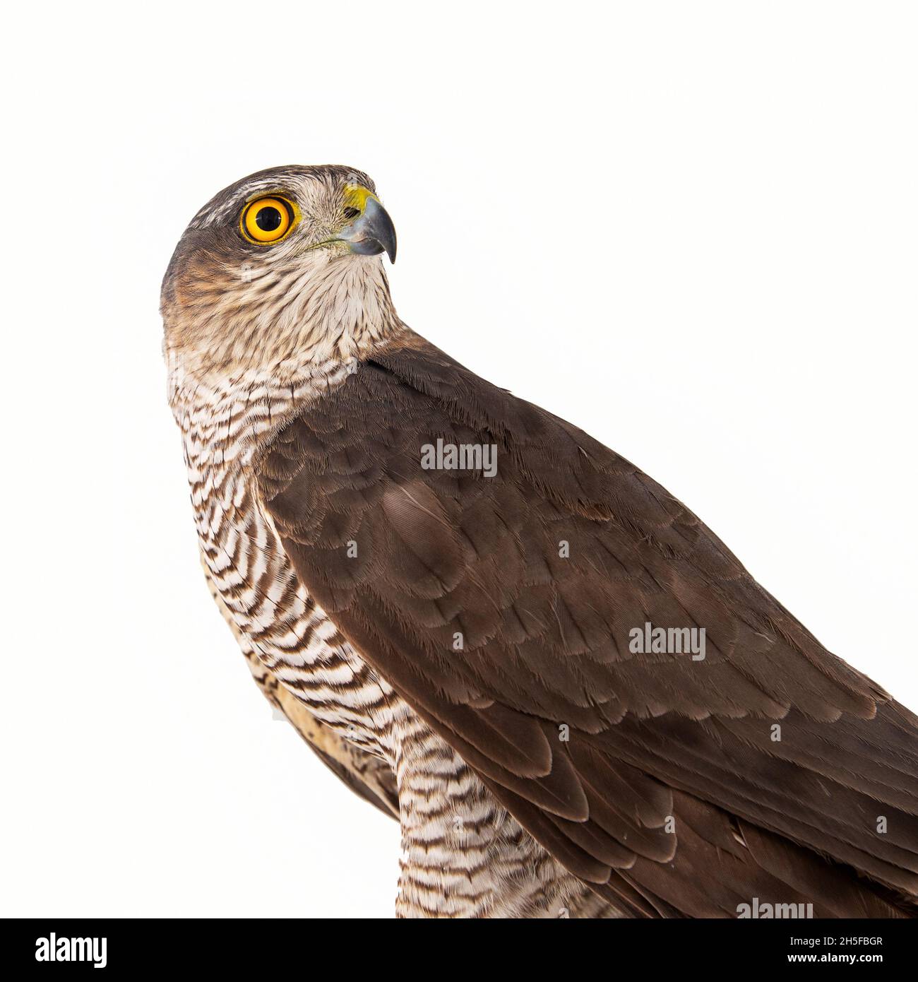 Eurasischer Sparrowhawk (Accipiter nisus) Weibchen. Isoliert auf Weiß. Nahaufnahme im Hochformat. Stockfoto