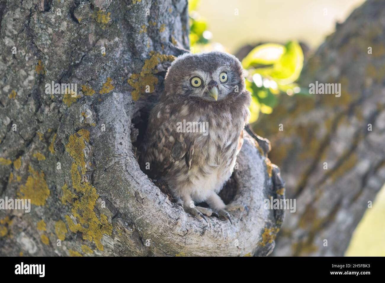 Kleine Eule, Athene noctua. Portrait Ewenkäfer im Naturlebensraum. Stockfoto