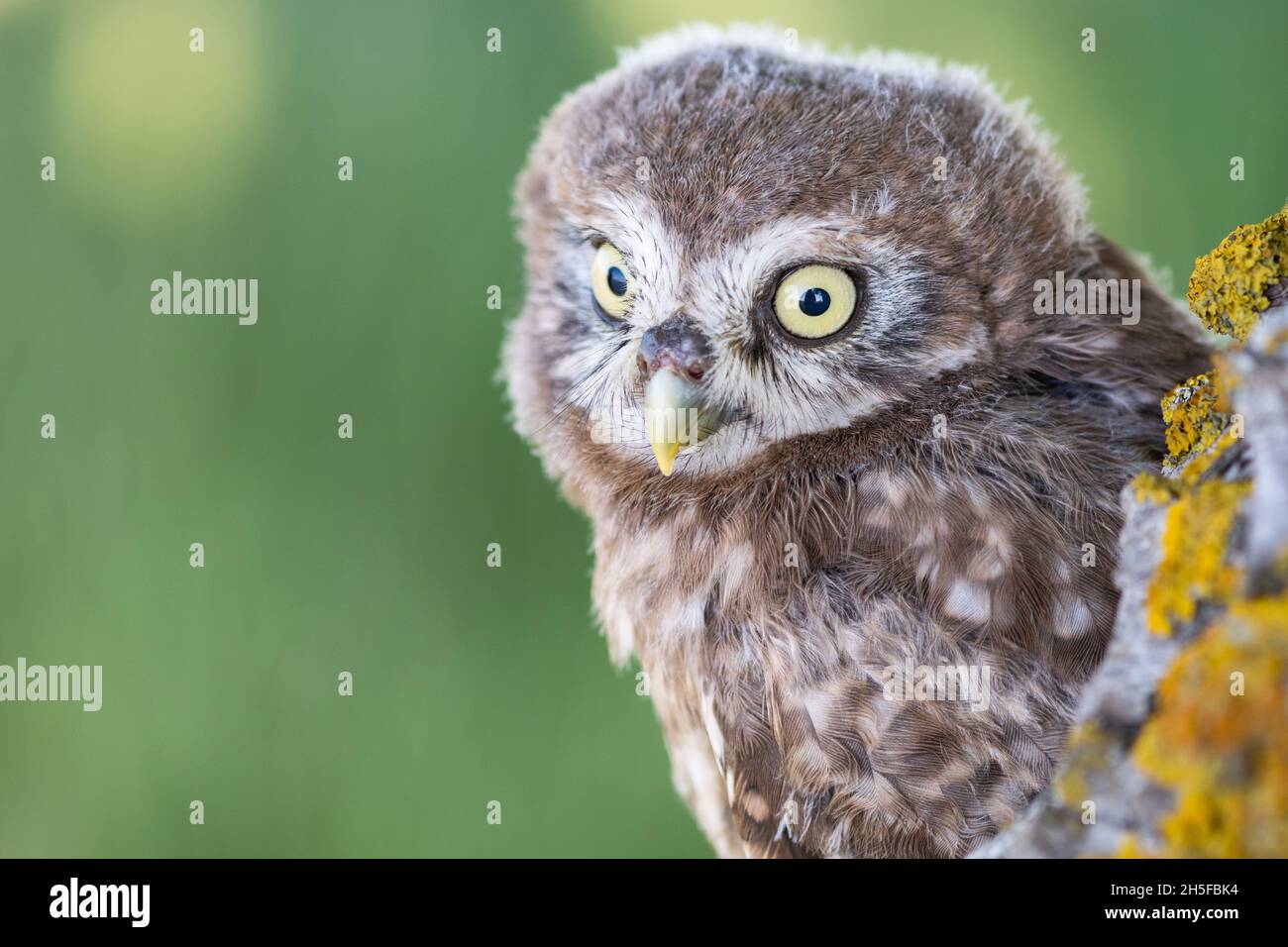 Kleine Eule, Athene noctua, im Nistloch, Porträt eines kleinen Vogels im natürlichen Lebensraum. Stockfoto