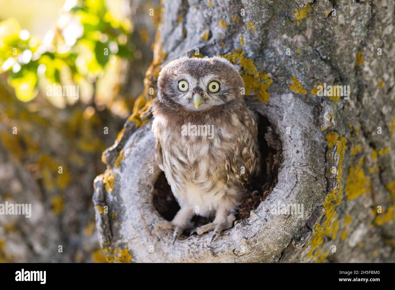 Kleine Eule, Athene noctua, im Nistloch, Portrait Eulenvögel im Naturlebensraum. Stockfoto