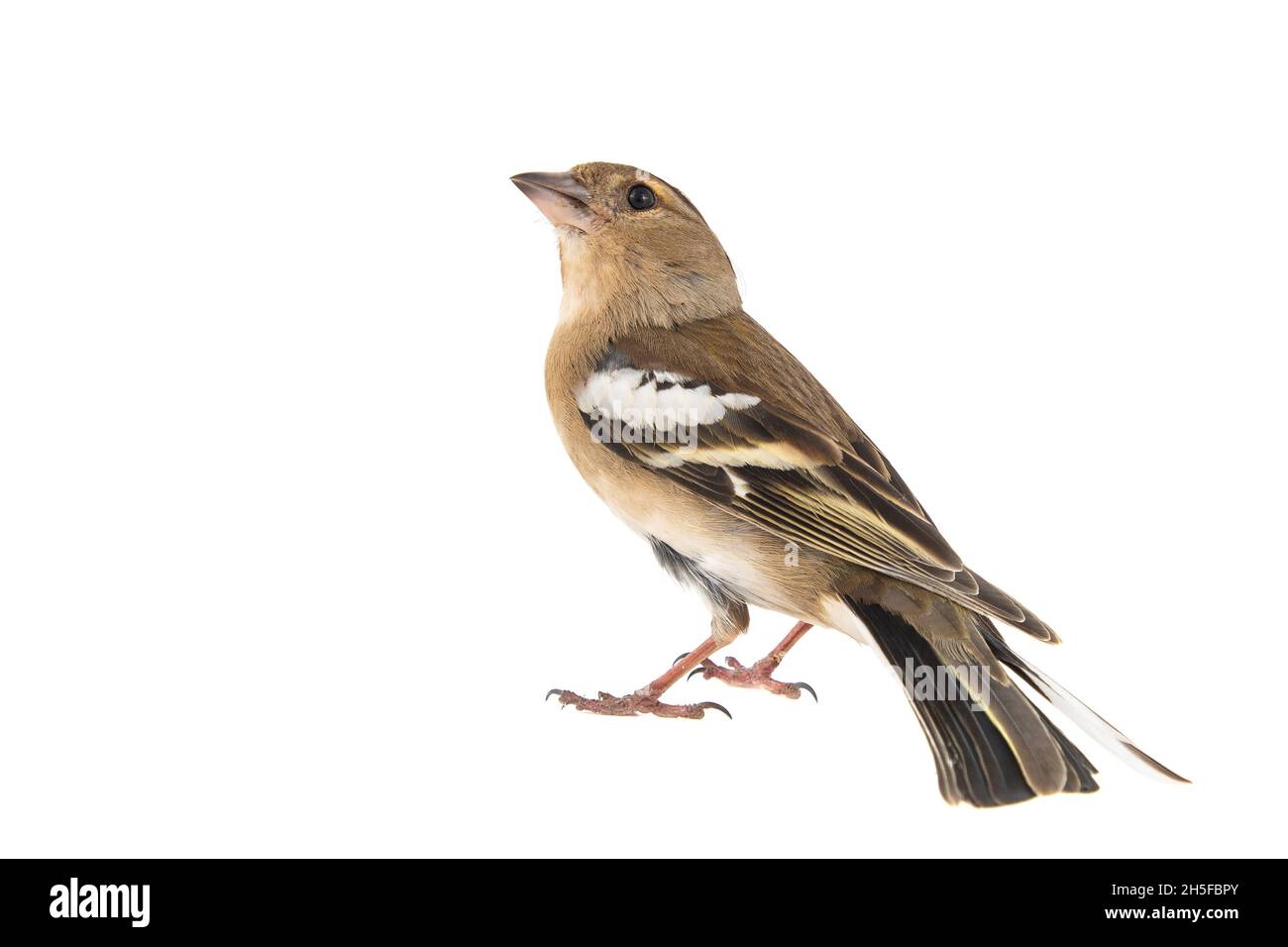 Weiblicher Chaffinch, Fringilla-Koelebs, isoliert auf weißem Hintergrund Stockfoto