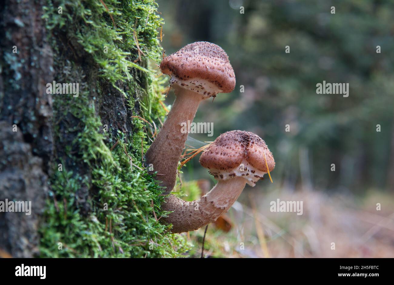 Zwei Honigpilze auf dem moosbedeckten Stamm einer Eiche Stockfoto