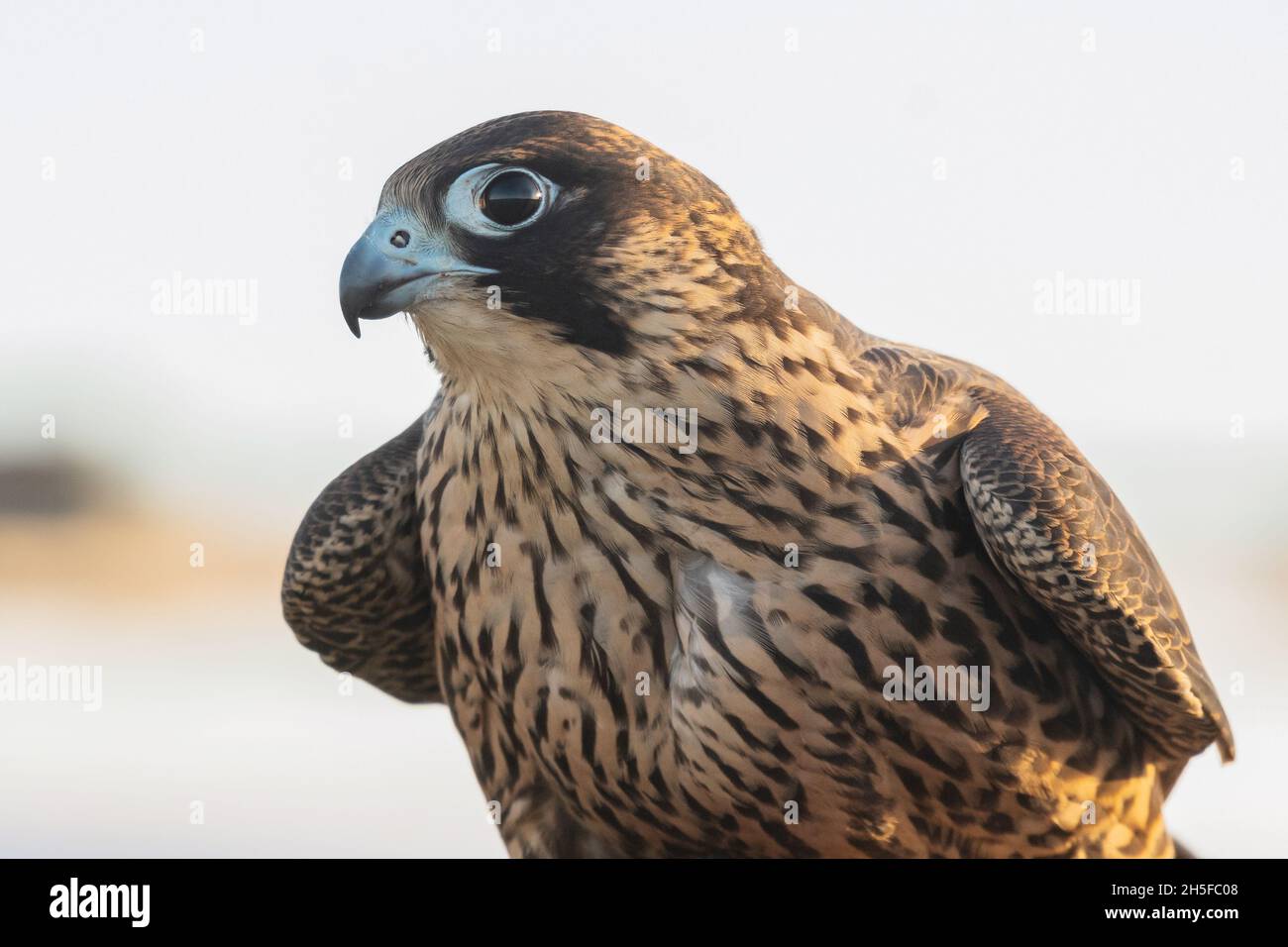 Birds Predator - Wanderfalke Falco peregrinus. Nahaufnahme im Hochformat. Stockfoto