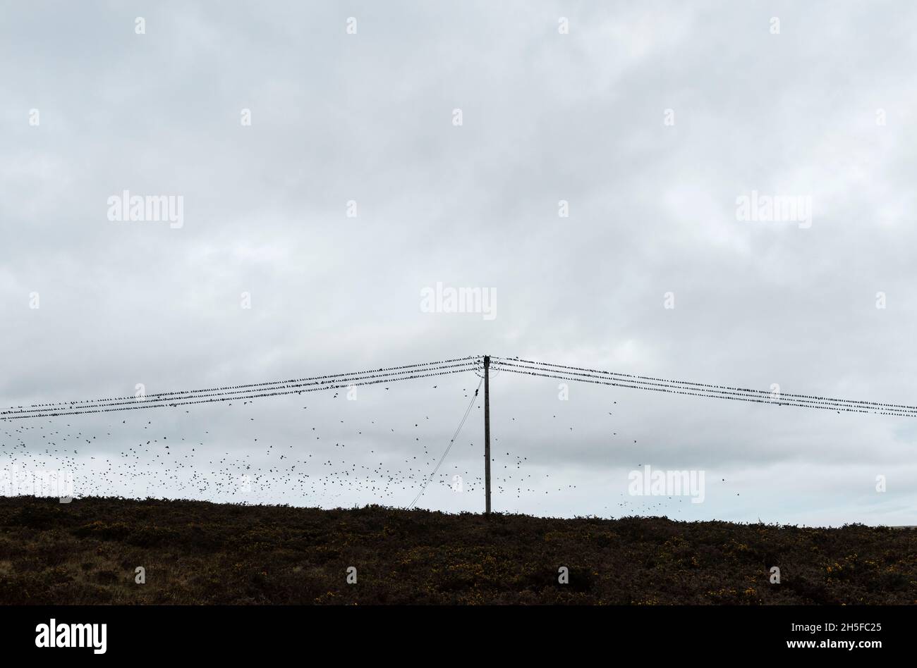 Eine Schar von Staren, die auf Drähten oder Stromleitungen in der Nähe ihres Staus in Llandegley, Powys, Mid Wales, Großbritannien, starren Stockfoto