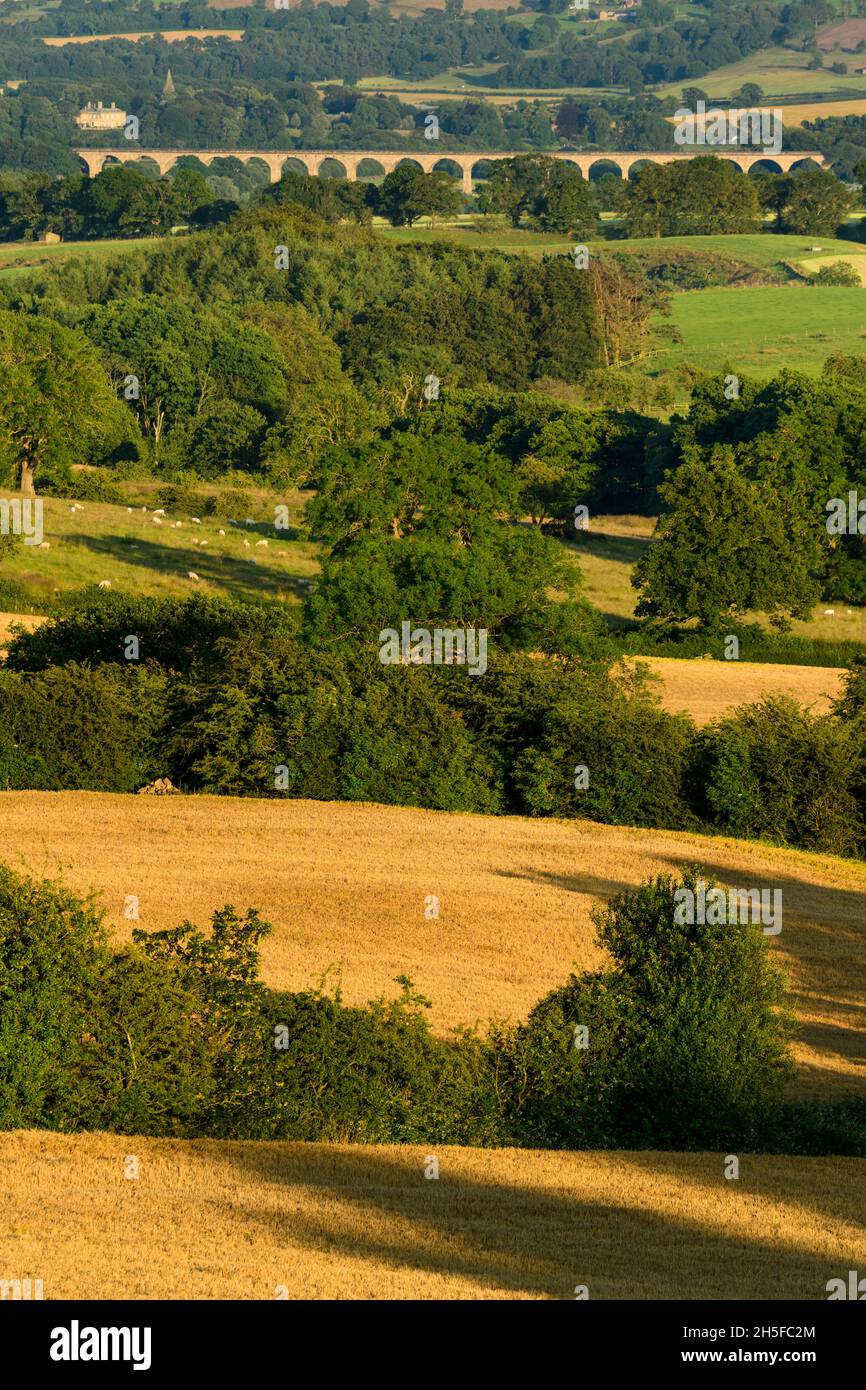 Malerische sonnige Landschaft Wharfedale Blick (breites grünes Tal, Ackerland Schafe, goldene Stoppeln, sonnenbeschienene Viadukt Torbögen) - North Yorkshire, England, Großbritannien. Stockfoto