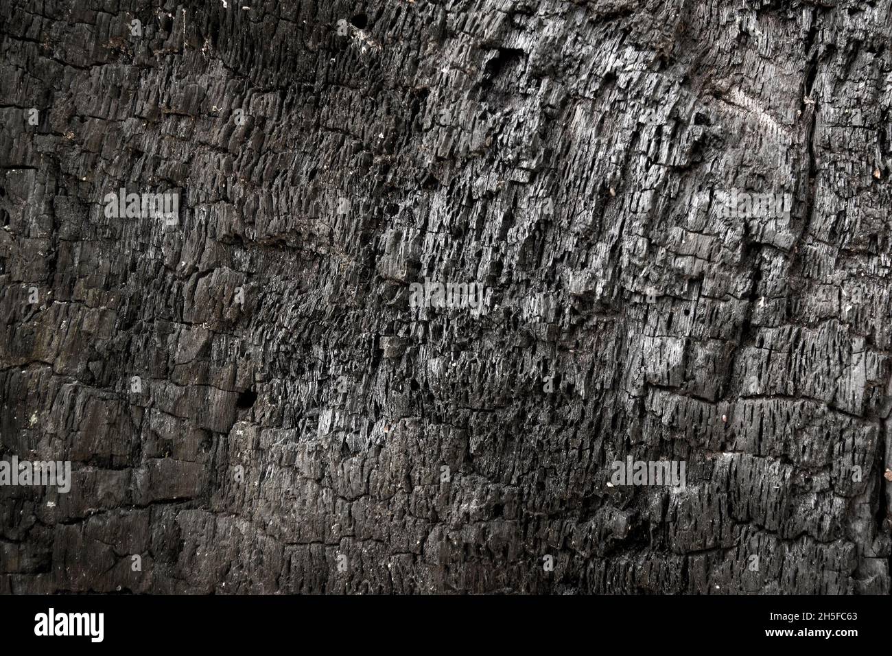 Gebrannte Baumrinde Textur aus der Nähe. Verbrannter Holzhintergrund Stockfoto