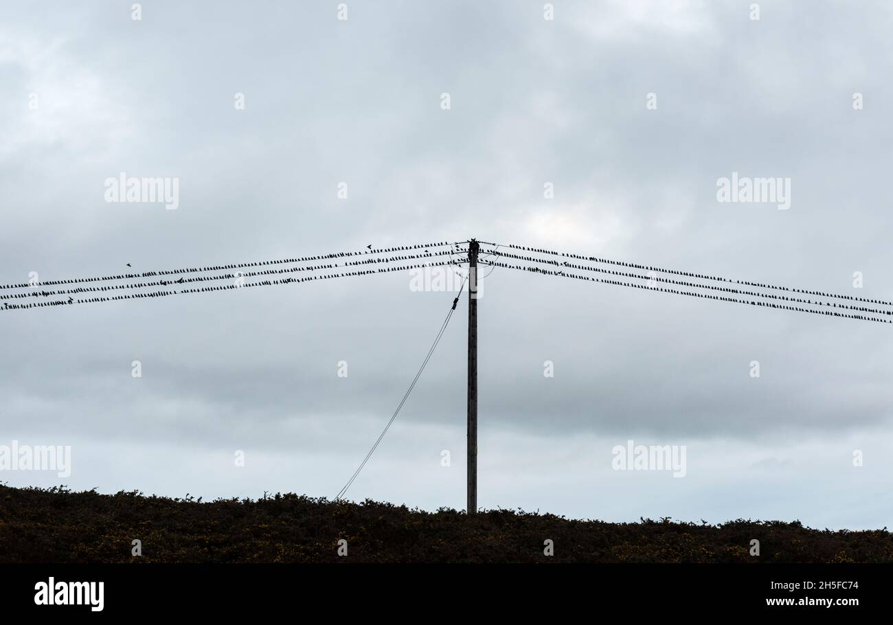 Eine Schar von Staren, die auf Drähten oder Stromleitungen in der Nähe ihres Staus in Llandegley, Powys, Mid Wales, Großbritannien, starren Stockfoto