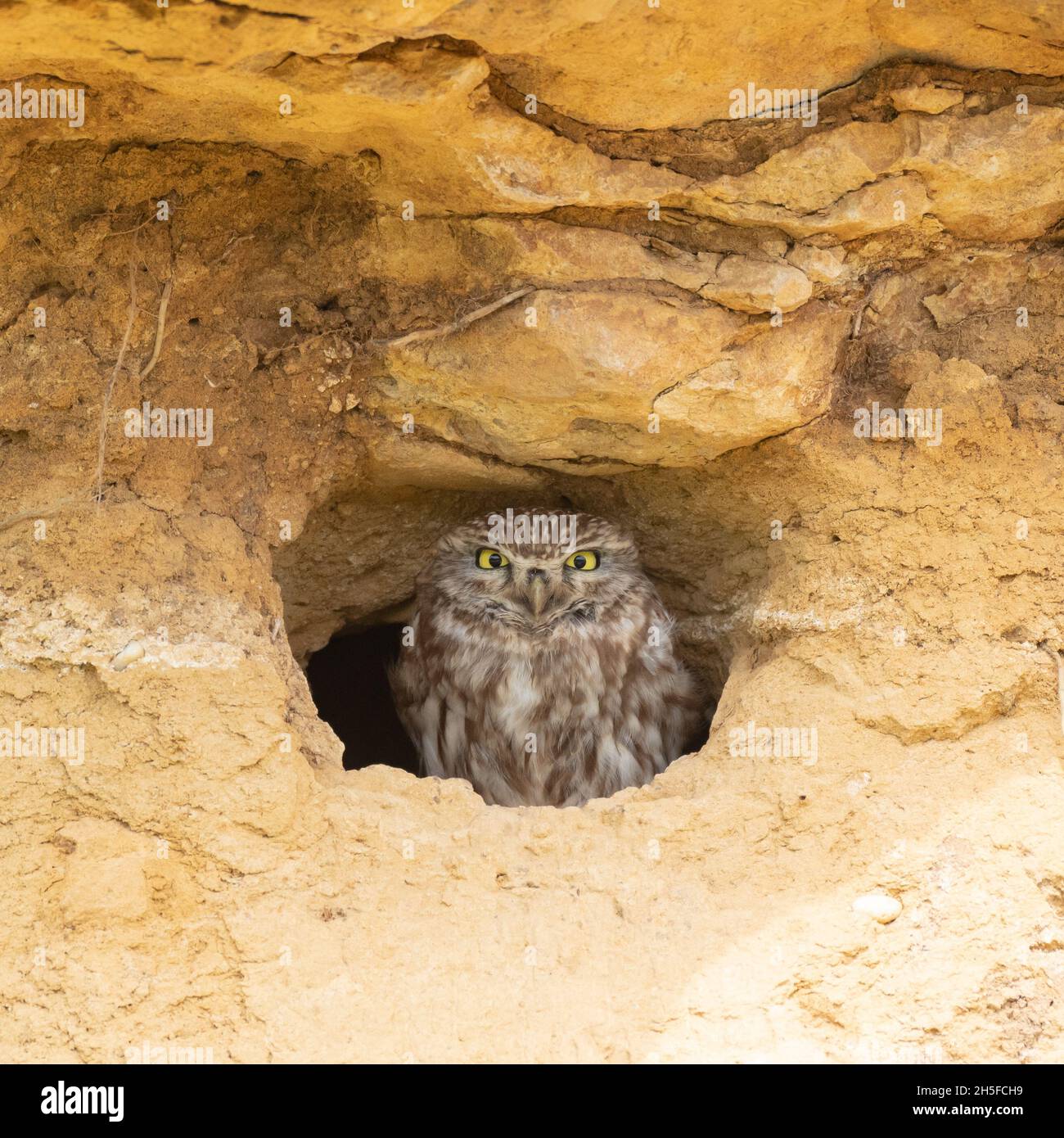 Eine niedliche kleine Eule, die aus ihrem Loch in einer Wand herausschaut. Athene noctua. Stockfoto