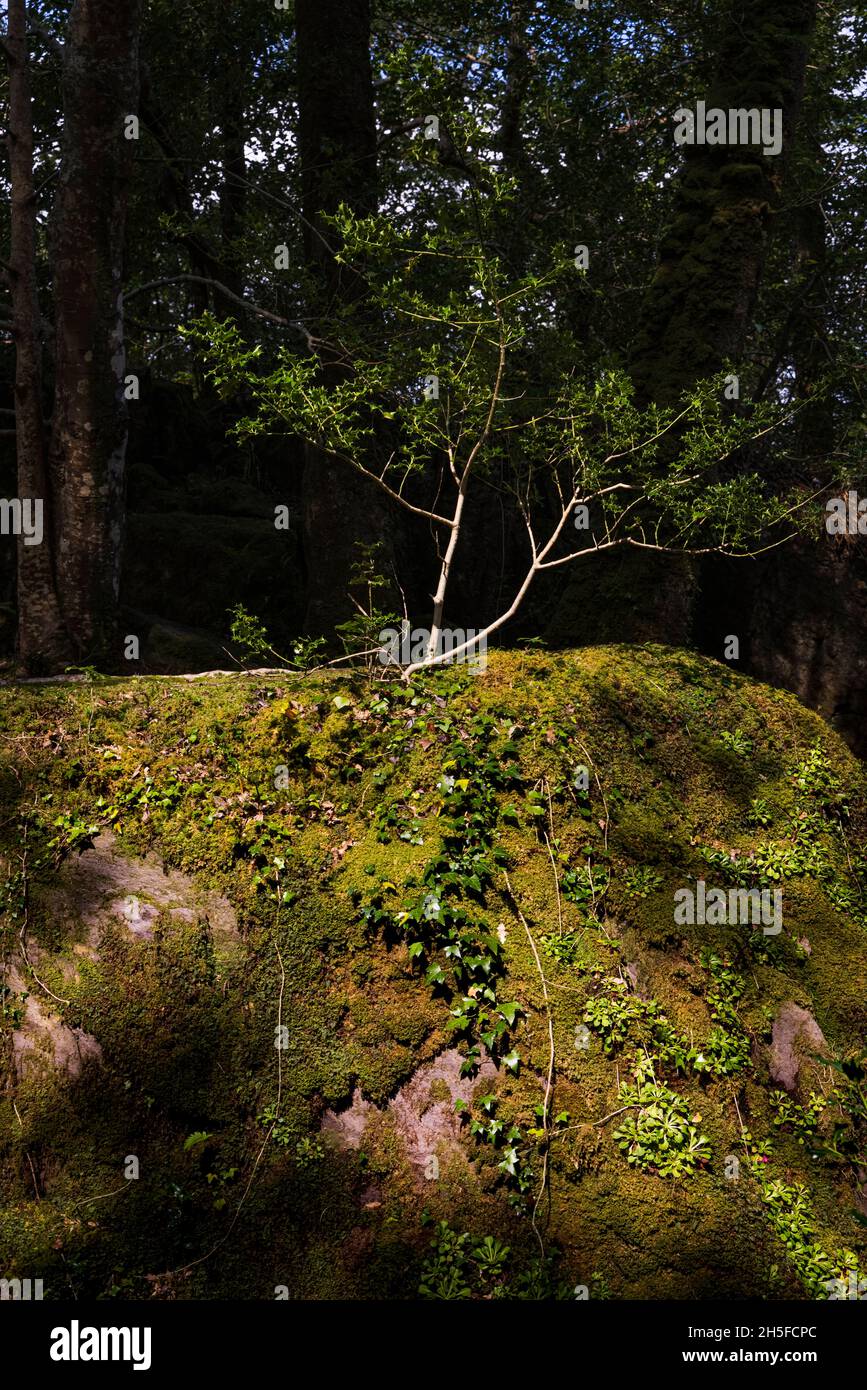 Holly Tree Sapling wächst aus einem Felsen, der mit Moos und Efeu bedeckt ist, im Glengarriff Woods Nature Reserve, Glengarriff, County Cork, Stockfoto