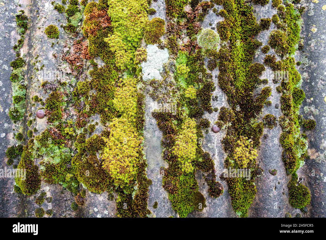 Nahaufnahme eines alten Schieferdachs, das nach dem Regen mit grünem Moos bedeckt war. Grüne Moos-Textur, natürlicher Hintergrund Stockfoto